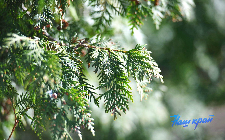 pogoda-vesna-mart (14).JPG