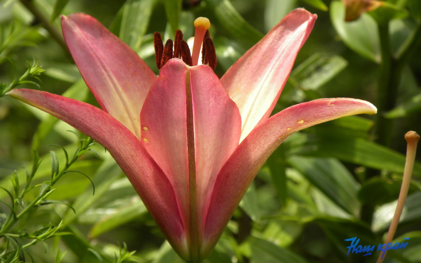 priroda-leto-lilii_5.jpg