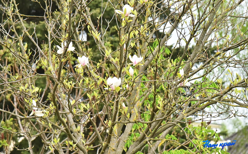 magnoliya-22_4.JPG