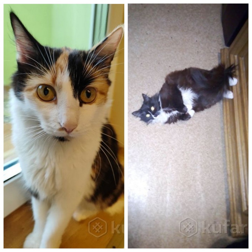 MyCollages (3).jpg MyCollages (3).jpg