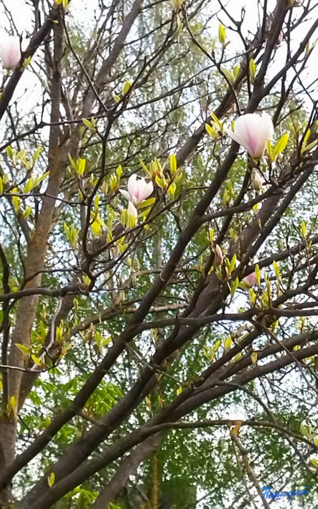 magnoliya-22_5.jpg