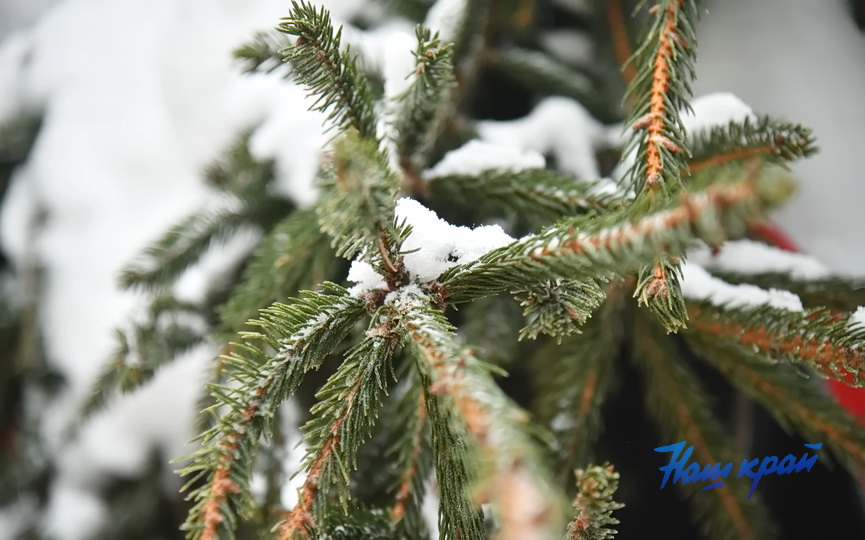 pogoda-yanvar-zima_5351 (5).JPG