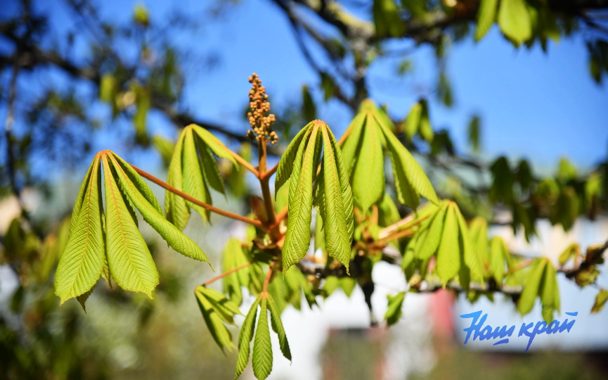 pogoda-aprel- (12).JPG