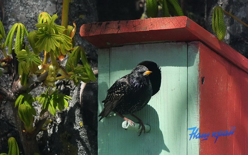 pogoda-aprel- (27).JPG