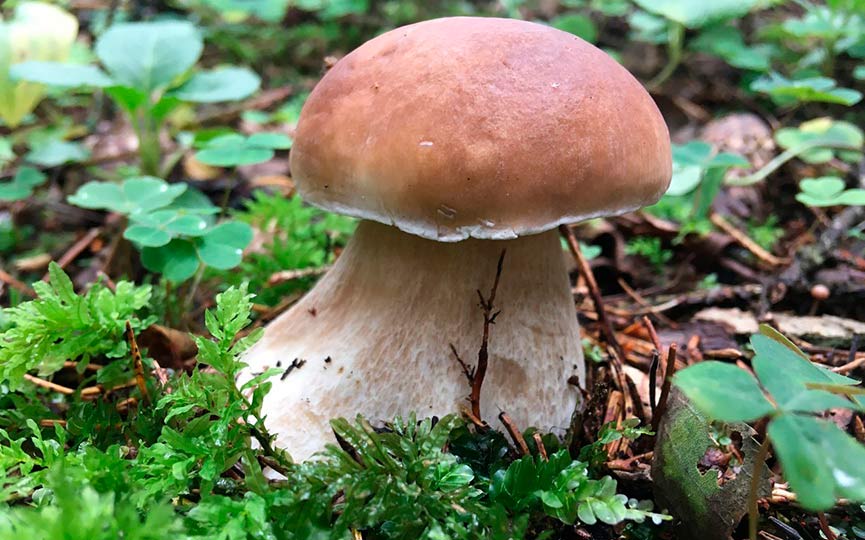mushroom_3.jpg