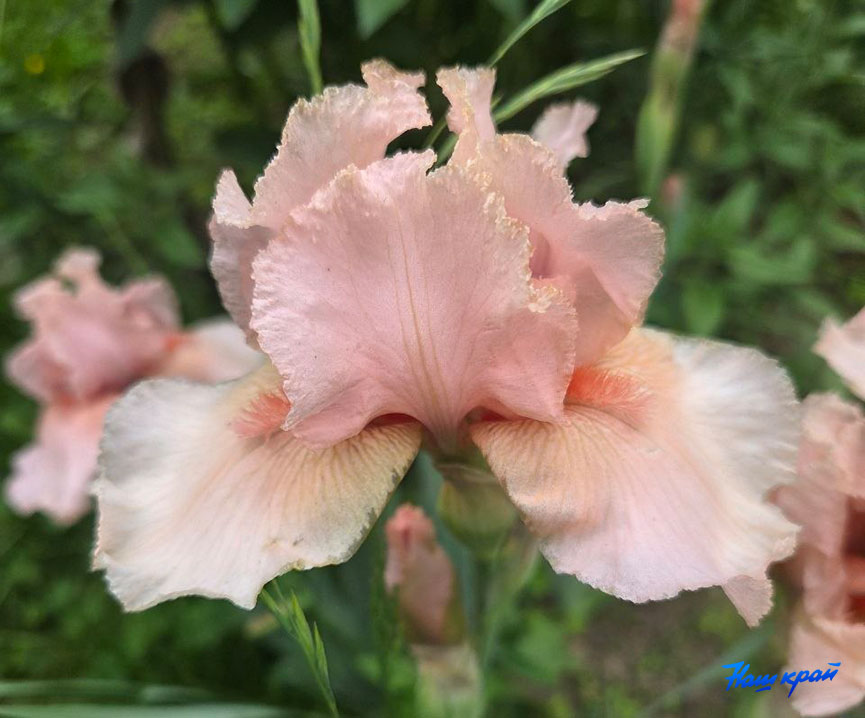 iris.jpg