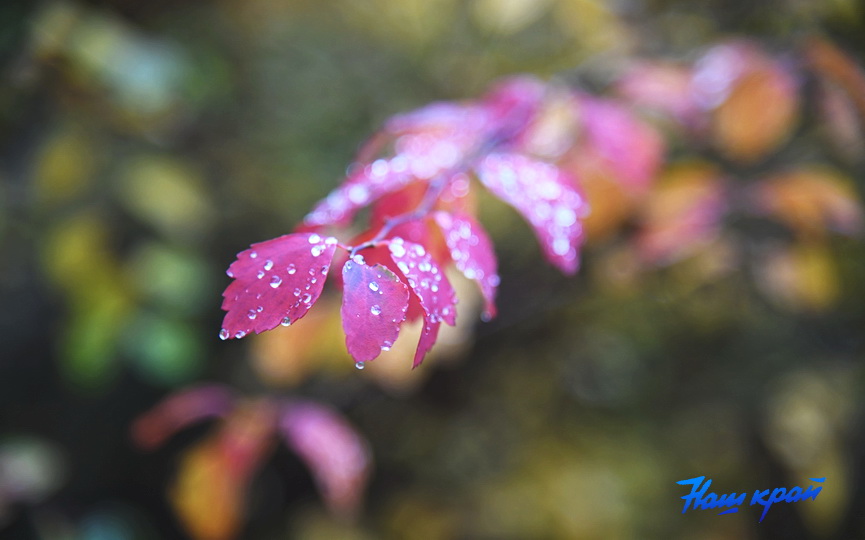 osen-pogoda_0004 (11).JPG