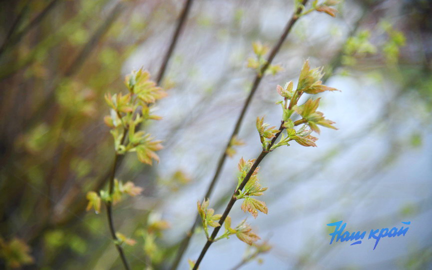 pogoda-aprel- (7).JPG