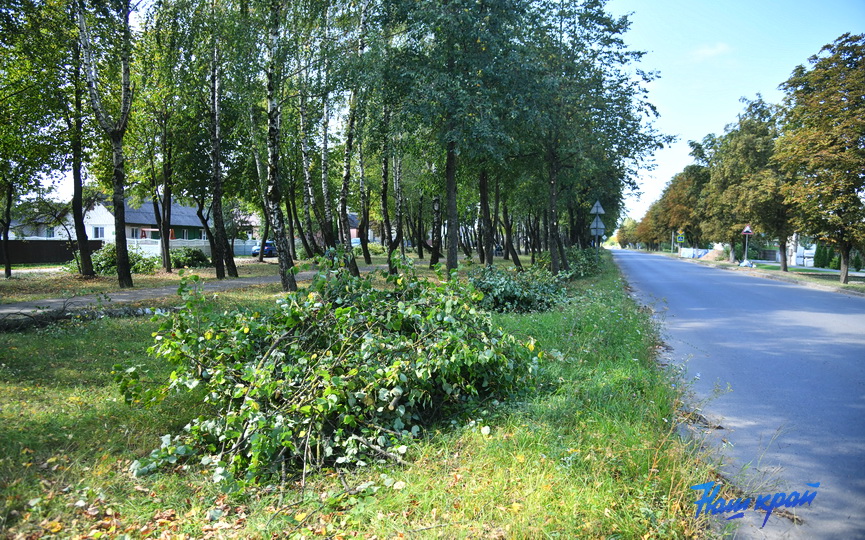obrezka-derevjev (3).JPG