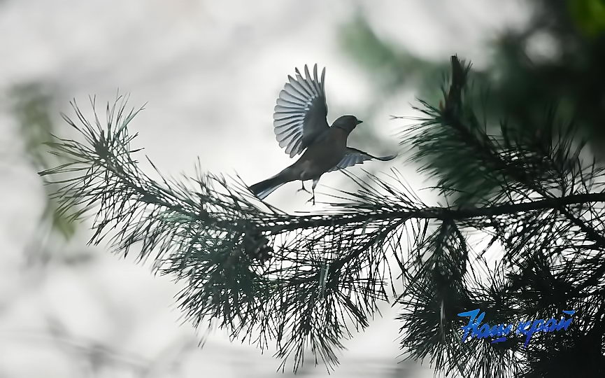 pogoda-aprel- (22).JPG