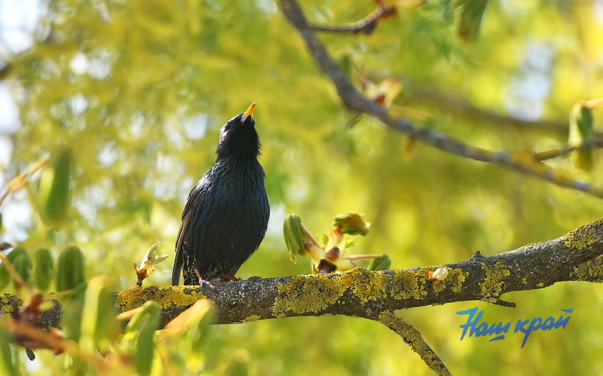 pogoda-aprel- (24).JPG