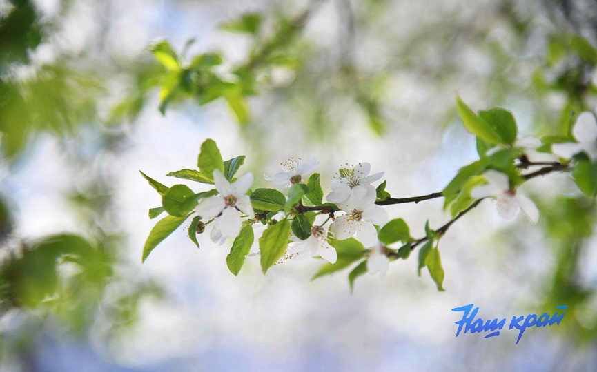 pogoda-aprel- (3).JPG