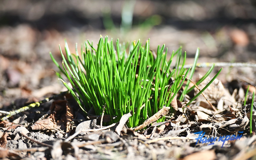 pogoda-vesna-mart (7).JPG