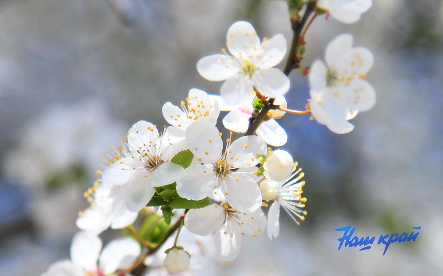 pogoda-aprel- (15).JPG