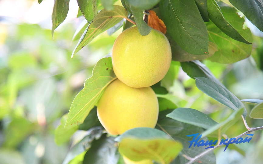 pogoda-3990 (15).JPG