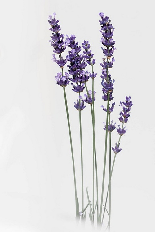 3-lavender-2452106_960_720.jpg