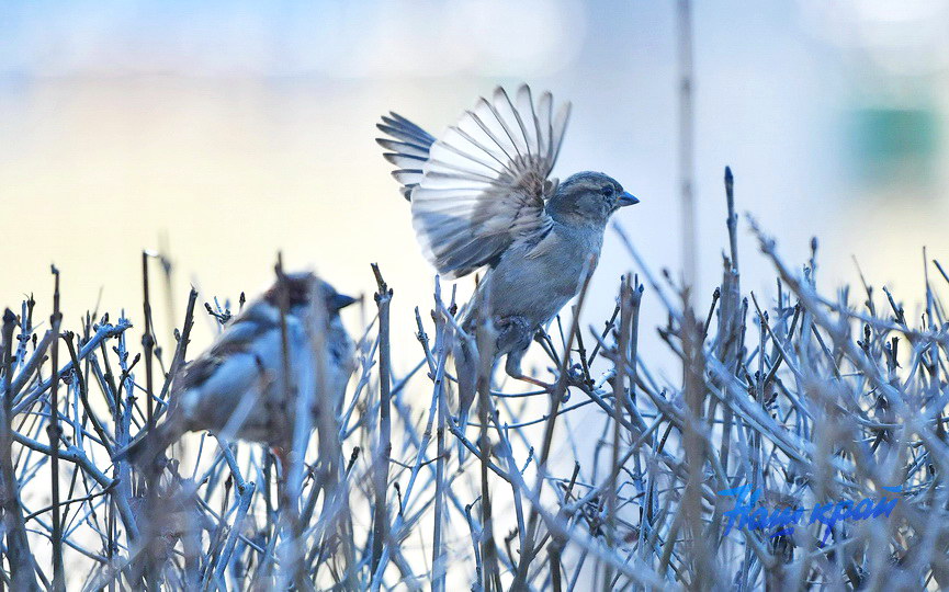 pogoda-vesna-mart (17).JPG