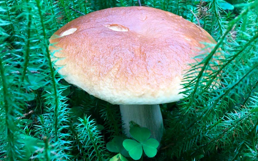 mushroom_5.jpg