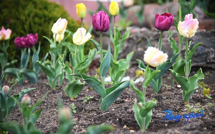 pogoda-aprel- (5).JPG