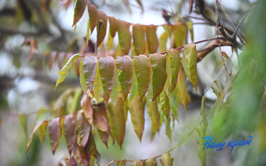 osen2-2026-noyabr (22).JPG