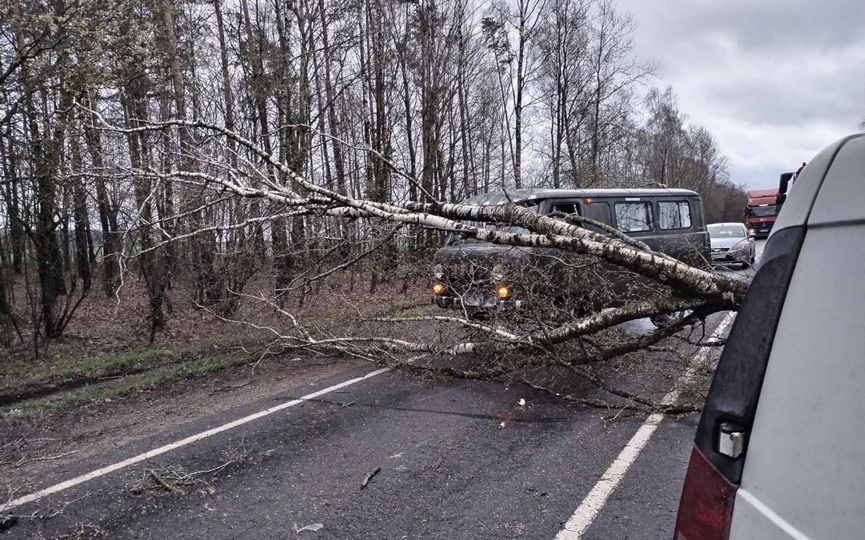 Упавшее на дорогу дерево стало причиной ДТП. Случай в Брестской области
