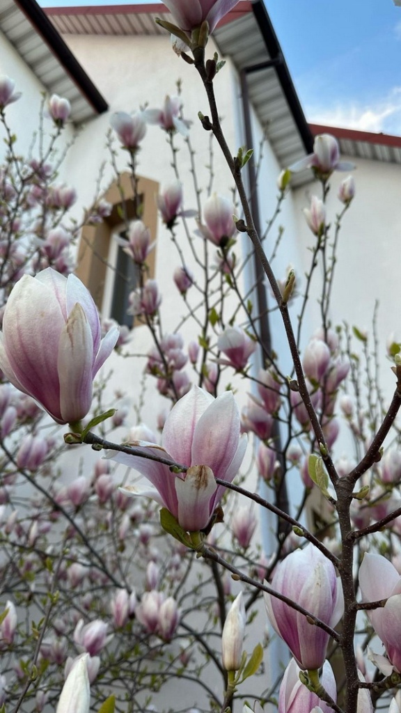 magnoliya-cvetet_4.jpg