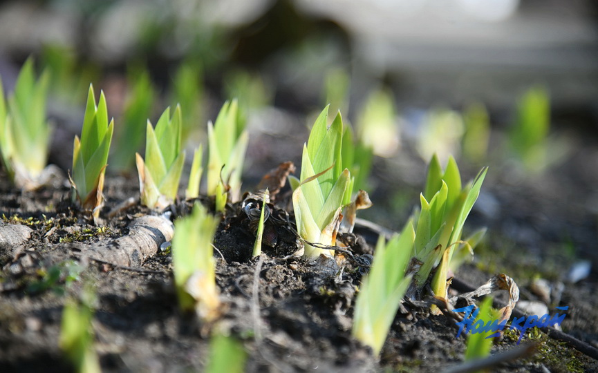 pogoda-vesna-_3397 (8).JPG