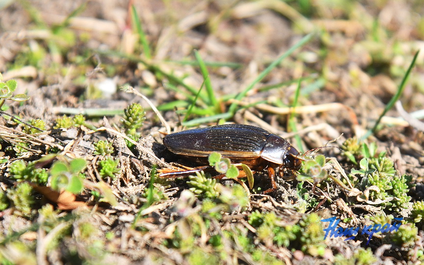 pogoda-vesna-_3397 (4).JPG