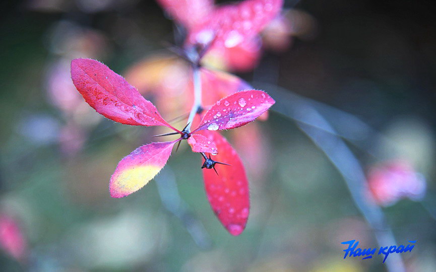 osen-pogoda_0004 (3).JPG