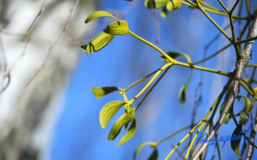 pogoda-vesna-mart (10).JPG