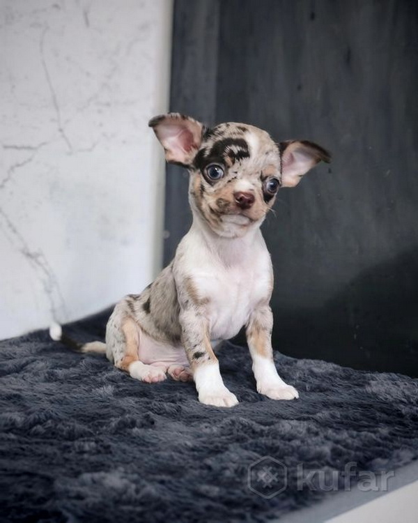 1231-22102025_2.jpg 1231-22102025_2.jpg