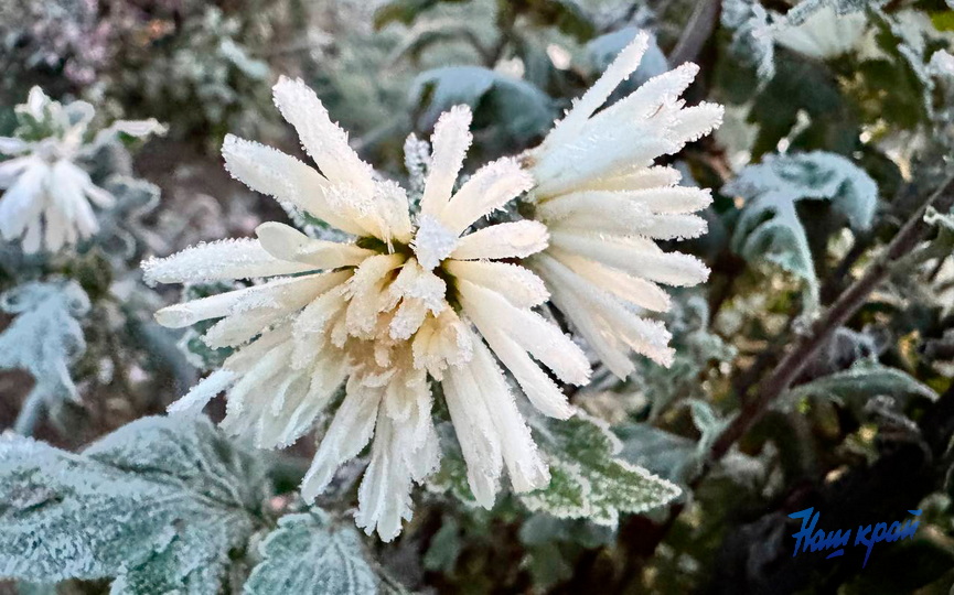 zamorozki-_2.jpg zamorozki-_2.jpg