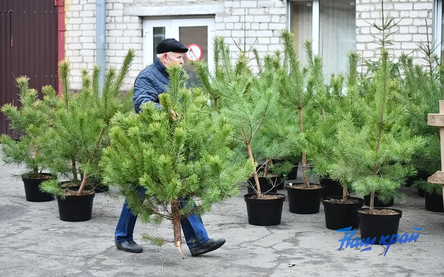 elka-elochnye (2).JPG