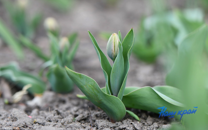 pogoda-8-04 (18).JPG