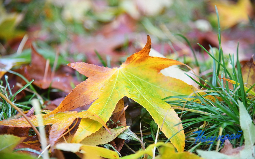 pogoda-1-dekabrya- (6).JPG