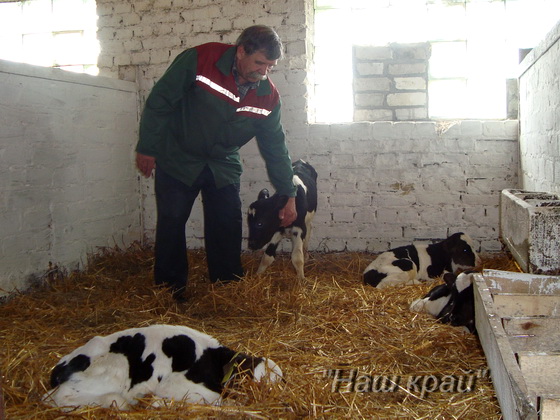 Отёл от А до Я: как помочь корове родить здорового телёнка