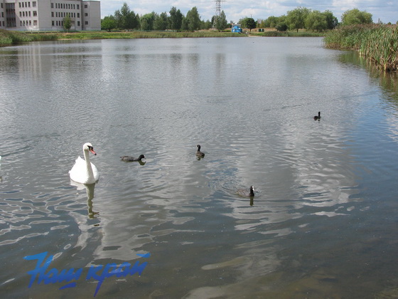 Птицы Озер Фото
